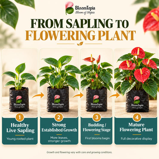 Illustrated growth stages for Anthurium Red, from young plant to mature growth.