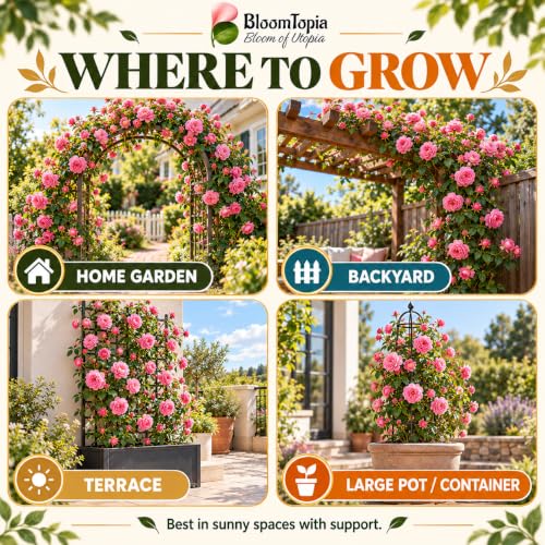 Illustrated growing locations for Pure Pink Climbing Rose.