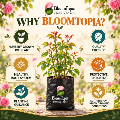 BloomTopia plant-handling and brand-information panel featuring Pure Pink Climbing Rose.