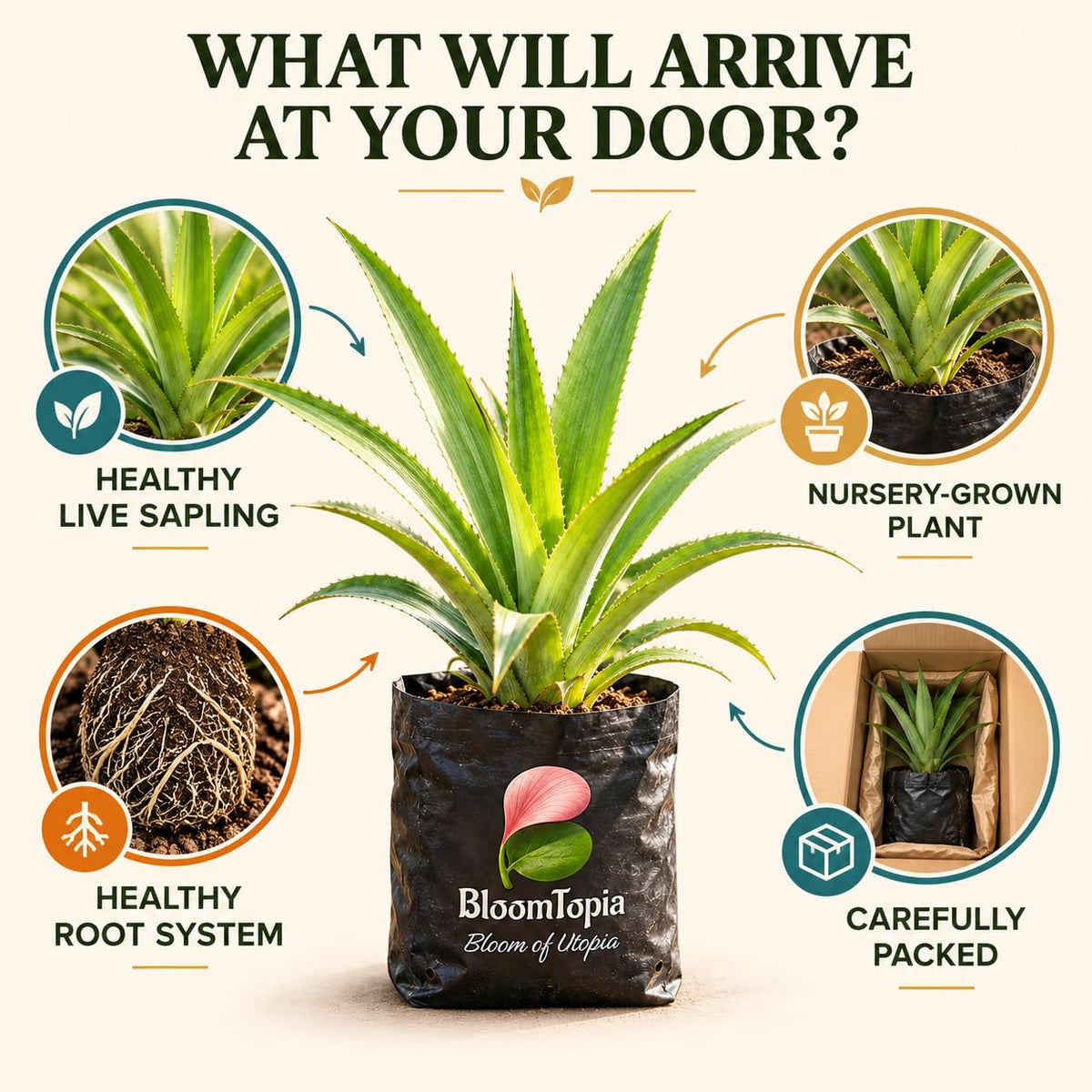 Illustration of a young Pineapple (Ananas) plant, roots and protective packing.