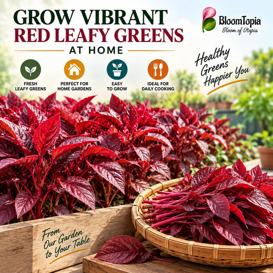 Illustrated red amaranthus growing in containers.