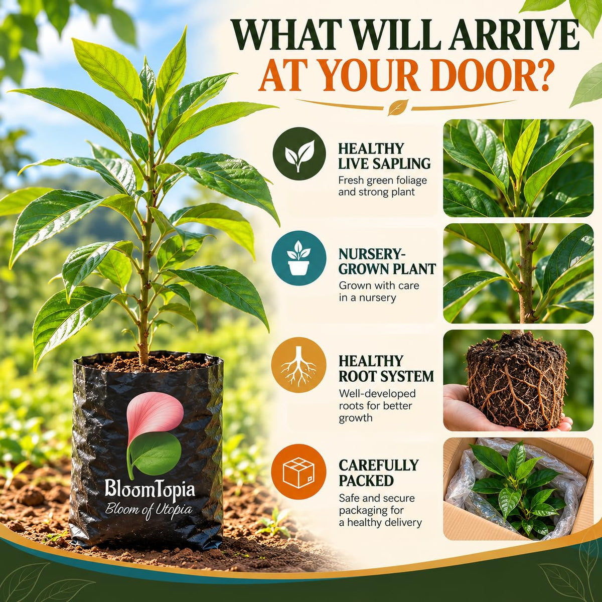 nutmeg nursery plant and root packing illustration.