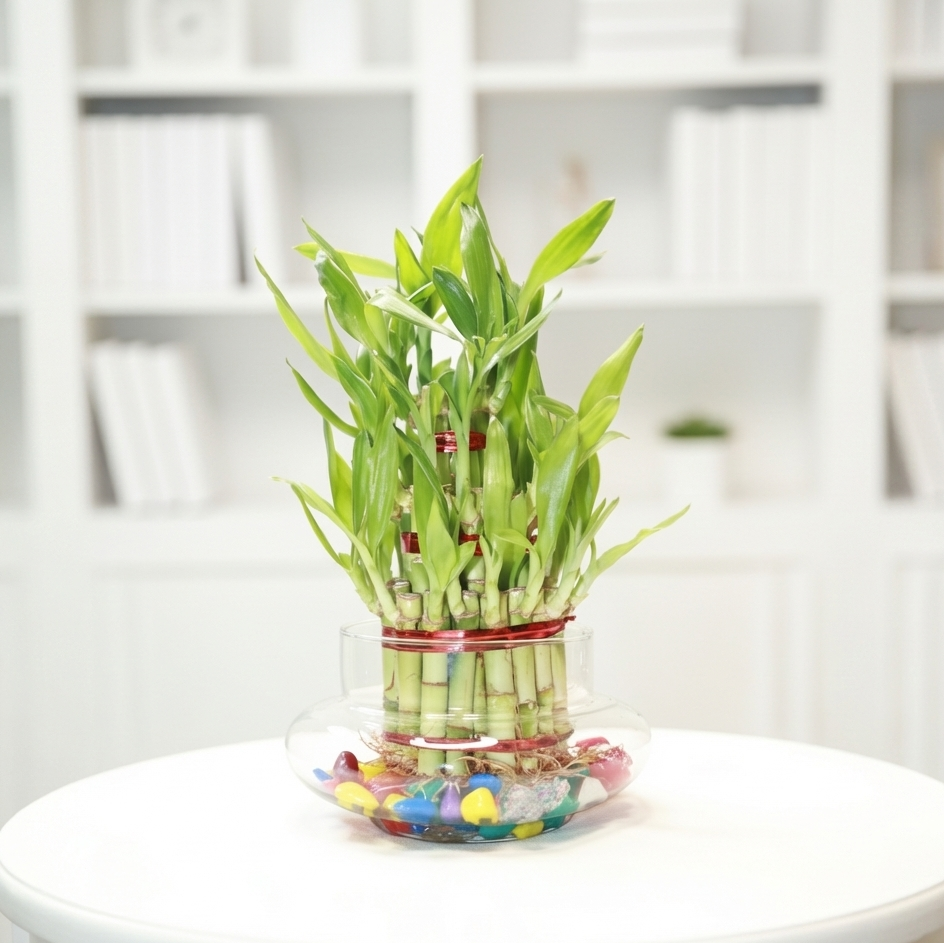 Lucky Bamboo 3 Layer Feng Shui Plant with Glass Jar