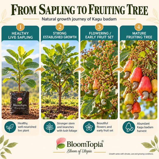 Illustrated growth stages for Kaju Badam Cashew Nut, from young plant to mature growth.