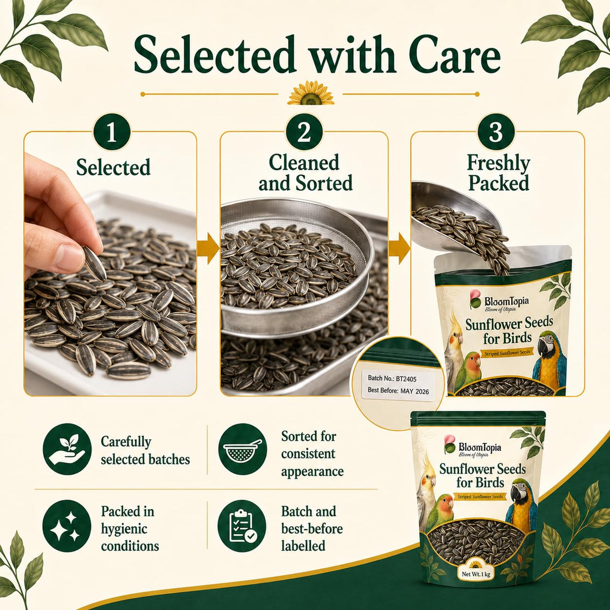 Sunflower seed selection, cleaning and packing illustration.