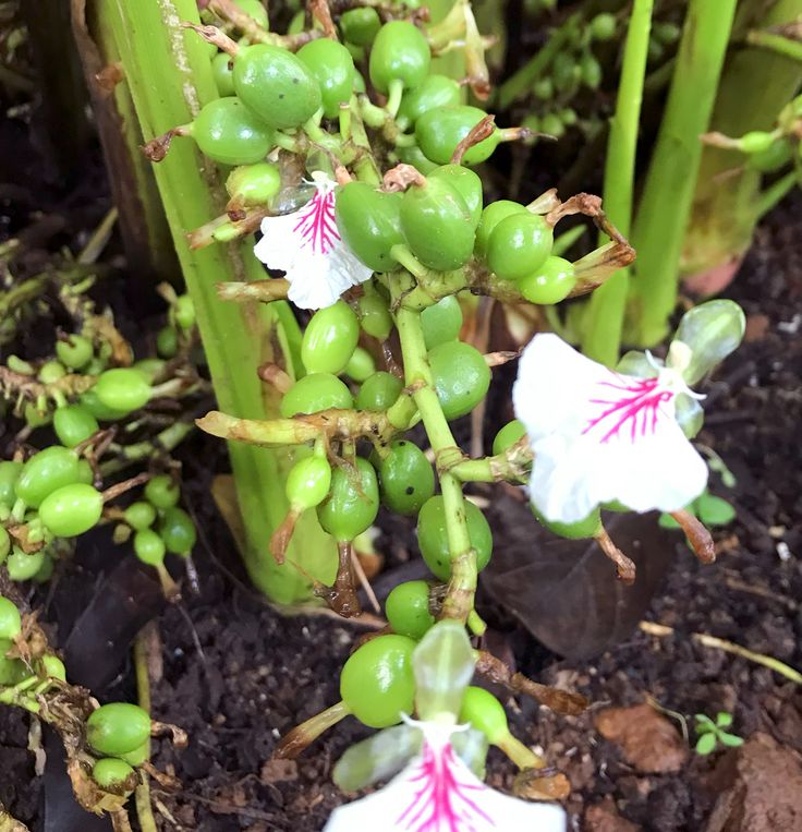 Close-up of cardamom stems, flowers and developing pods.