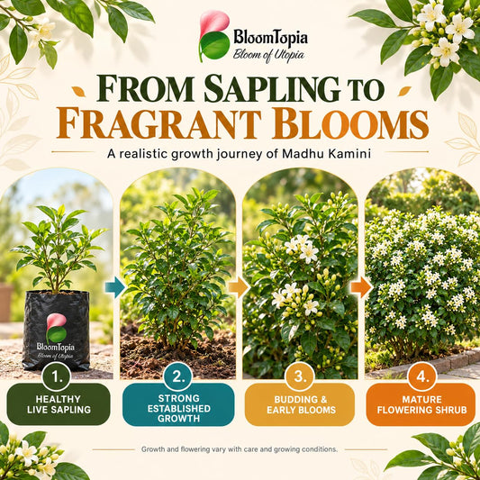 Illustrated growth stages for Madhu Kamini, from young plant to mature growth.