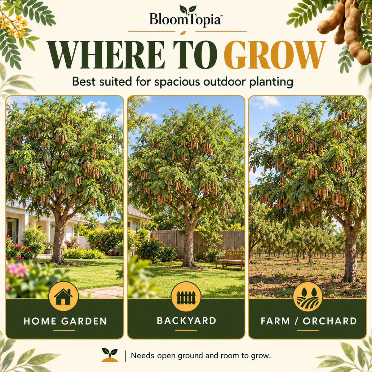 Illustrated growing locations for Red Sweet Tamarind.