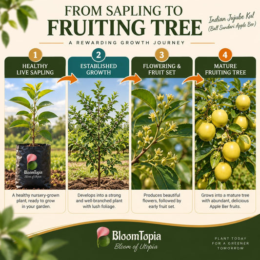 Illustrated growth stages for Ball Sundari Apple Ber, from young plant to mature growth.