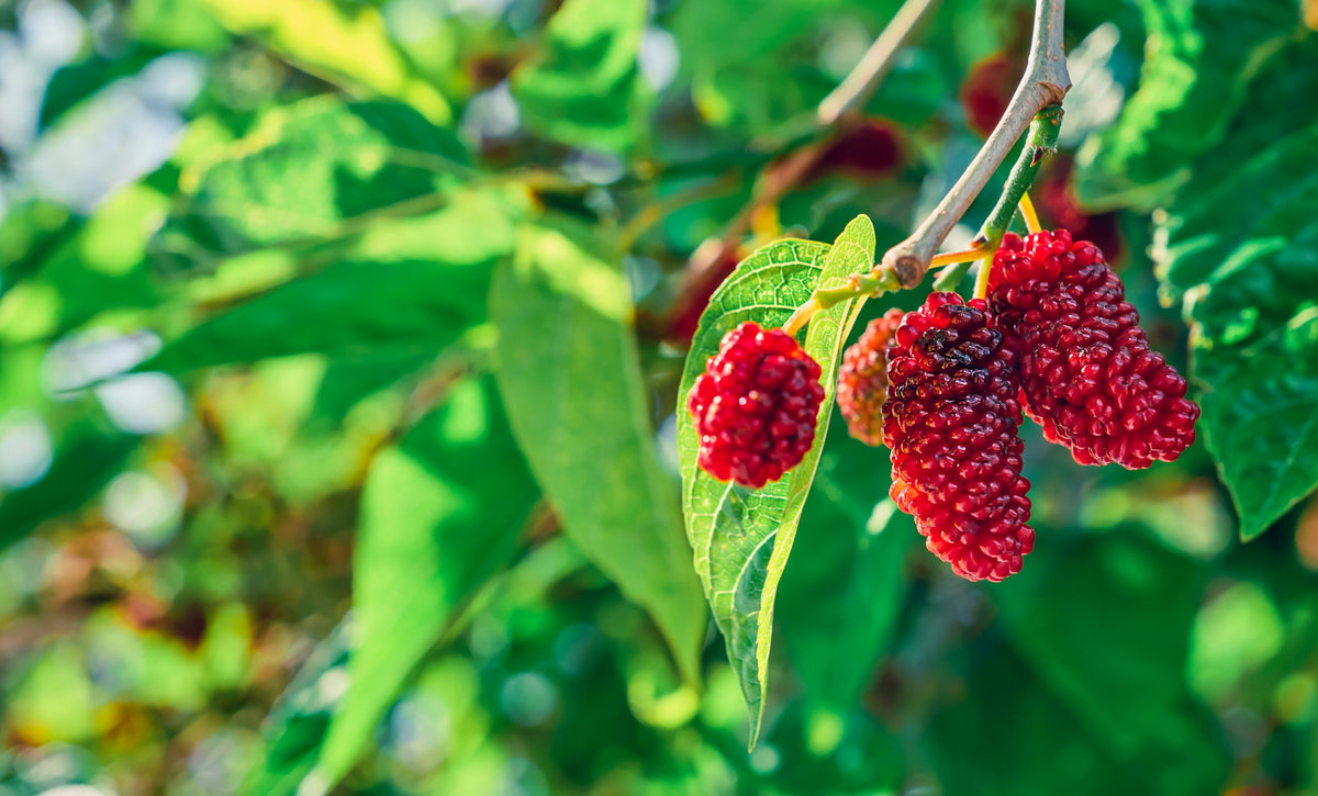 Red mulberries hanging from a branch.