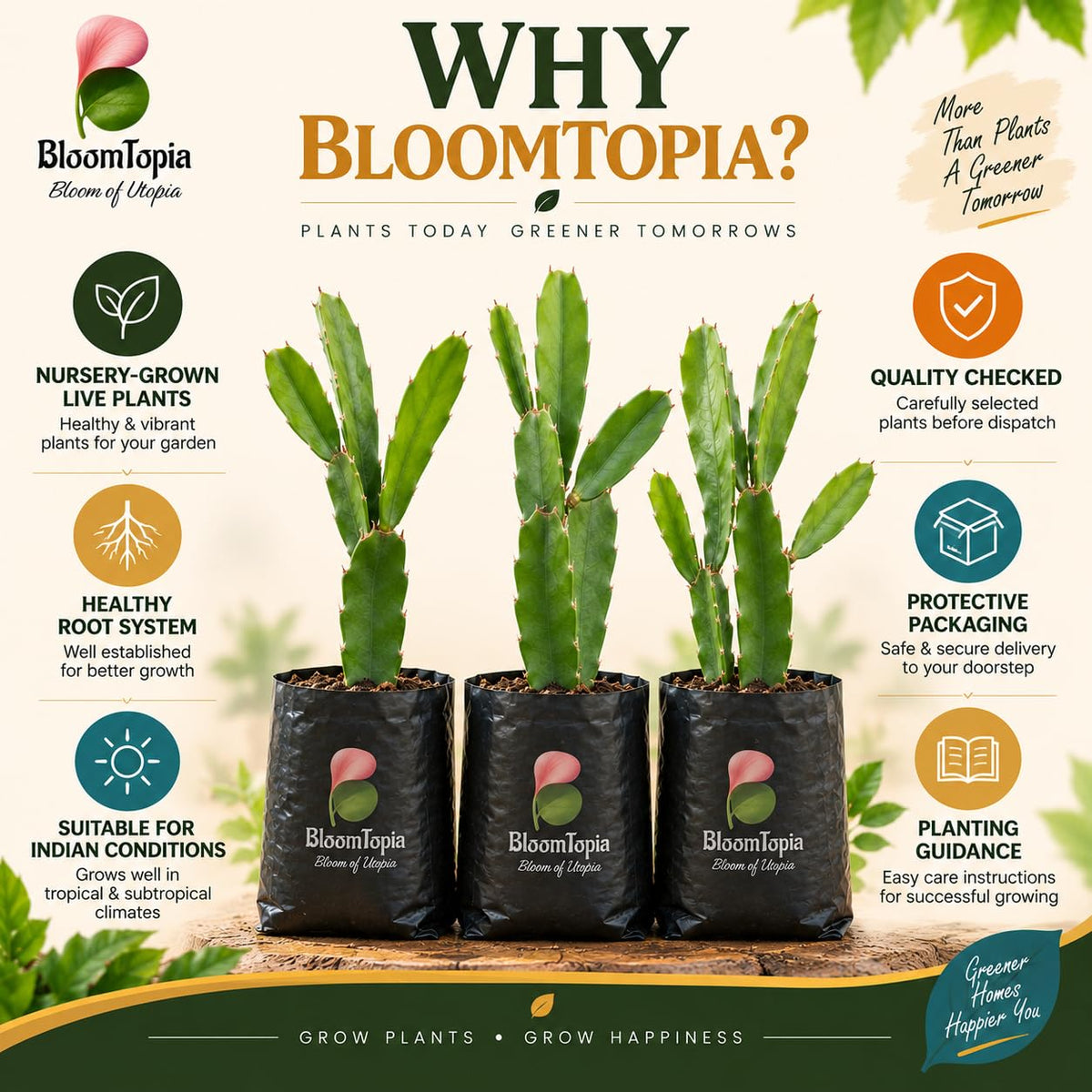 BloomTopia plant-handling and brand-information panel featuring Dragon Fruit.