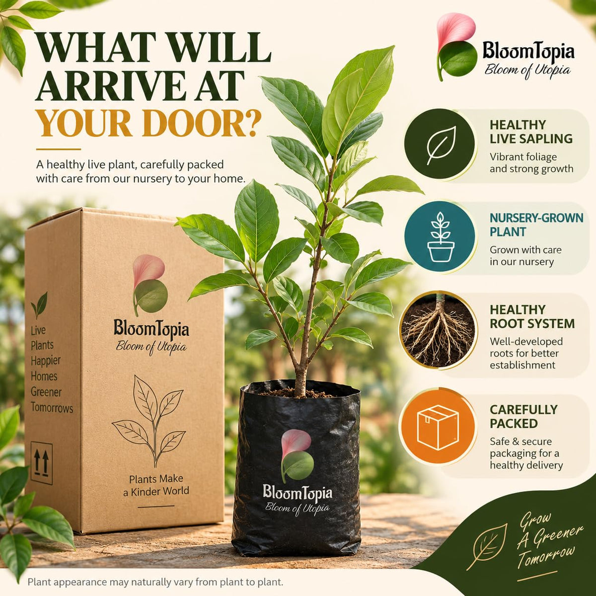 Illustrated plant, root close-ups and pack-presentation panel for Thai Giant KG Sugar Apple Sitafal.