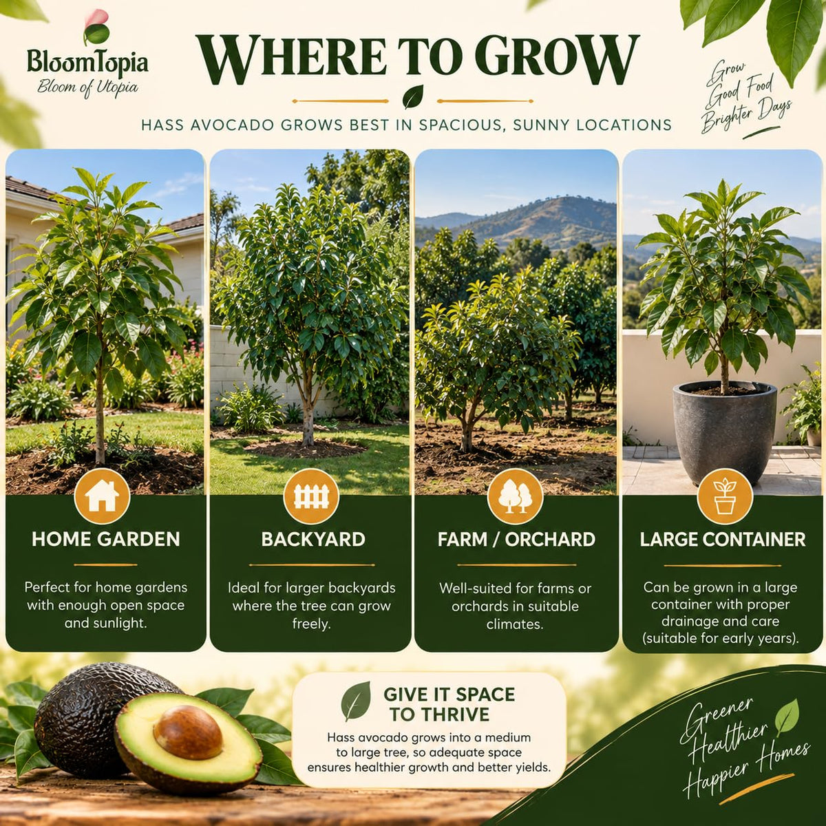 Illustrated growing locations for Hass Avocado.