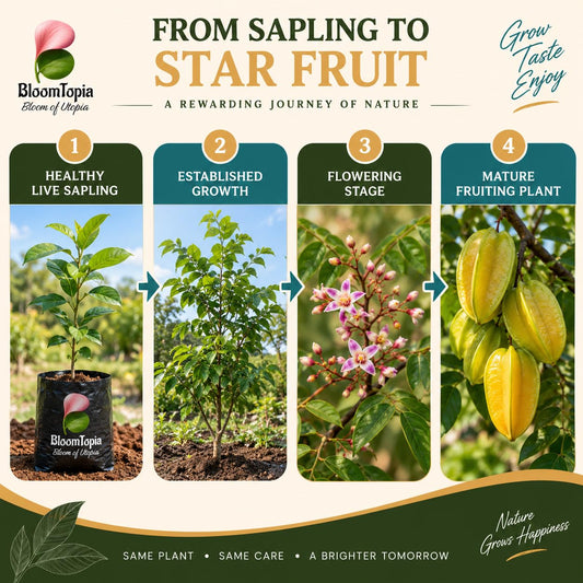 Illustrated growth stages for Sweet Star Fruit Carambola Kamrak, from young plant to mature growth.