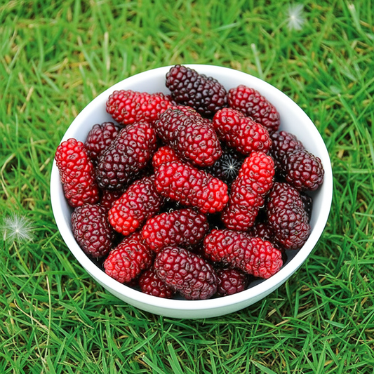 BloomTopia Premium Rare Hybrid Shahtoot Mulberry Fruit Plant | Long, Thick & Juicy Deep Red Mulberries | All-Time Fruiting | Healthy Fast Growing High Yield Live Plant for Home Garden & Terrace