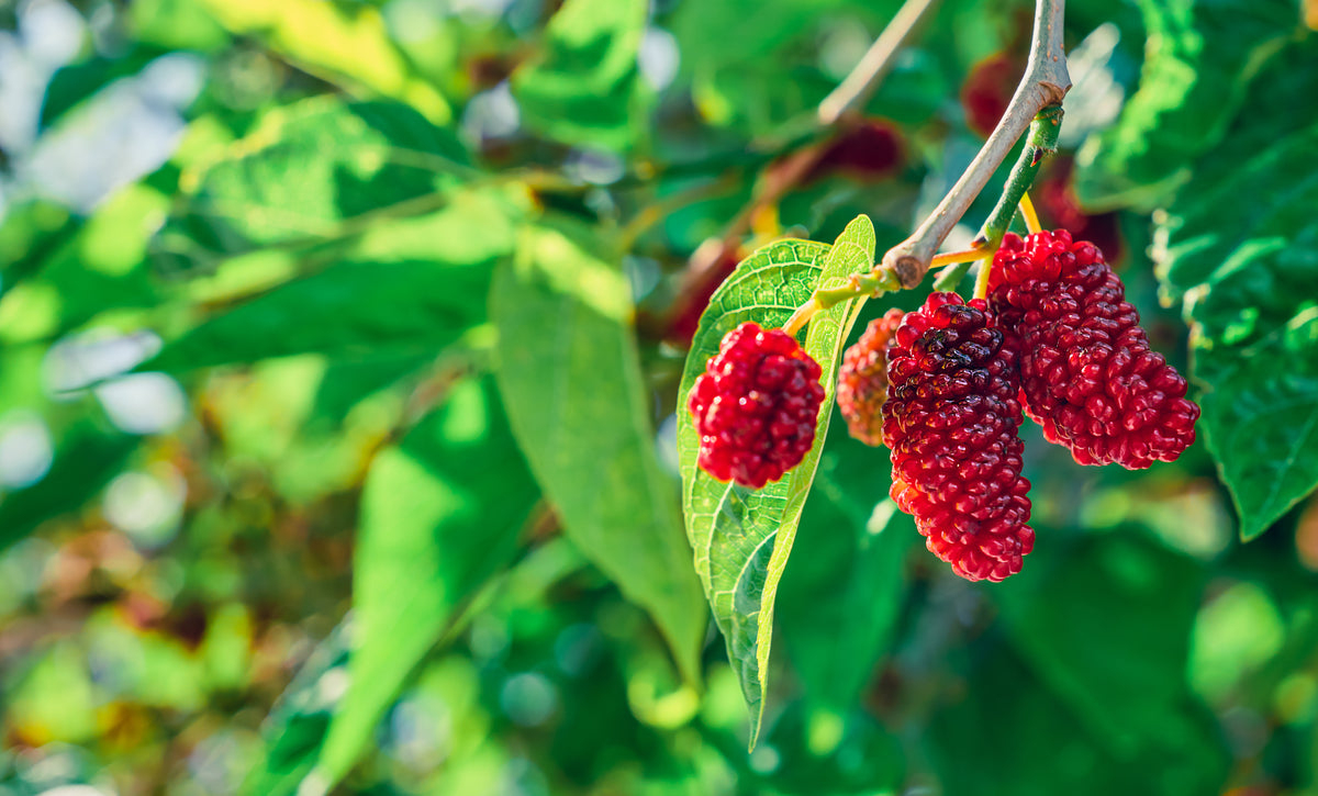 Clusters of red mulberries on leafy branches.