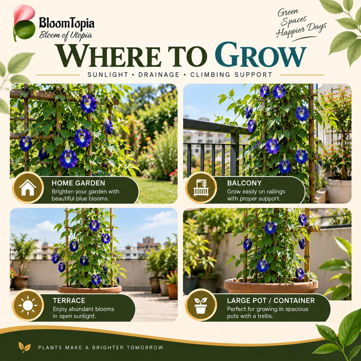 Illustrated growing locations for Blue Aparajita.