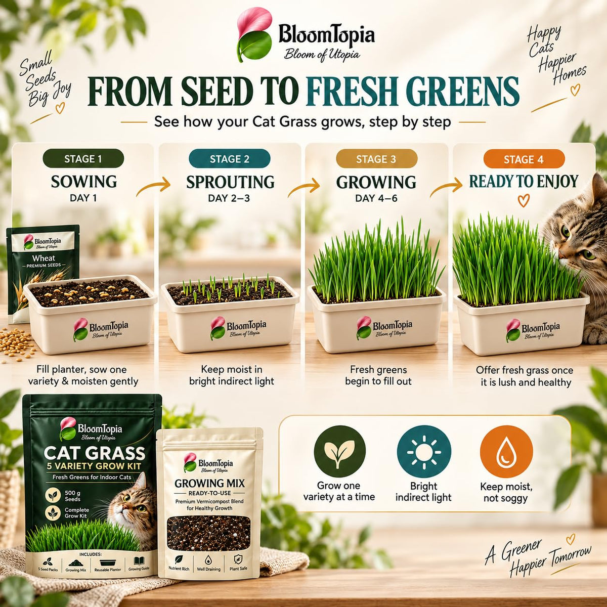 Illustrated stages from cat grass seed to leafy growth.