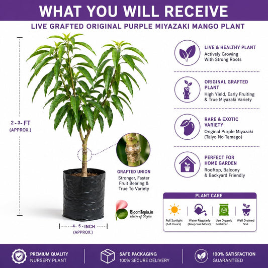 Young mango plant and nursery plant contents panel.