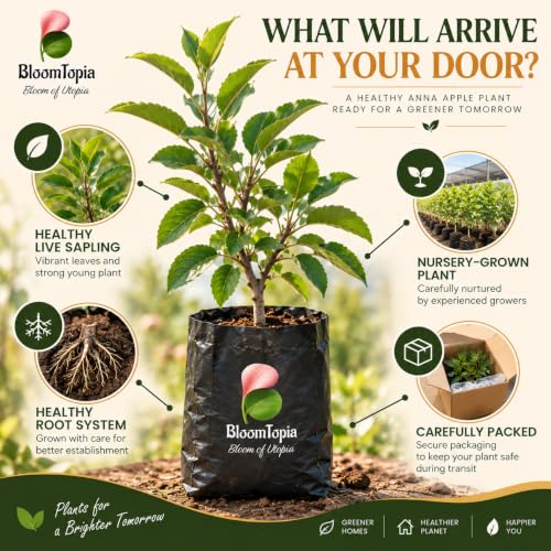 Illustration of a young Anna Apple plant, roots and protective packing.