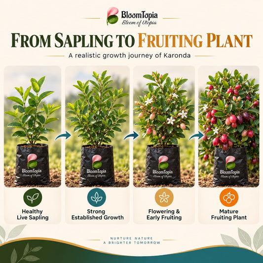 Illustrated growth stages for Karonda Fruit Plant (Carissa carandas), from young plant to mature growth.