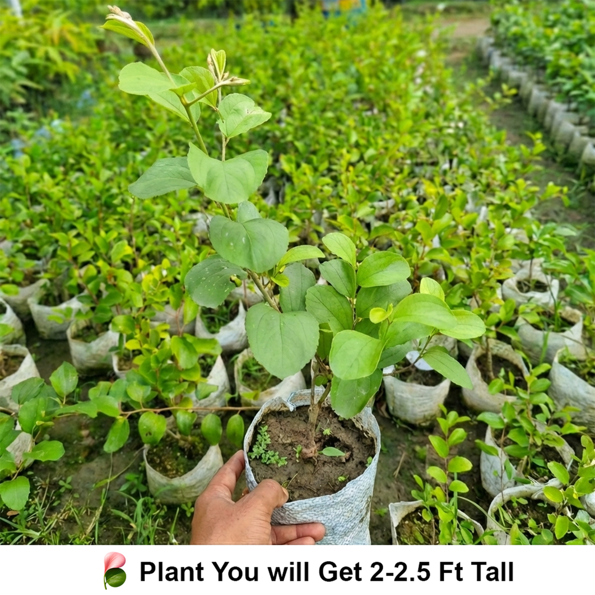 Young plants in nursery grow bags.