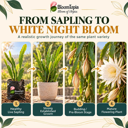 Illustrated growth stages for White Brahma Kamal, from young plant to mature growth.