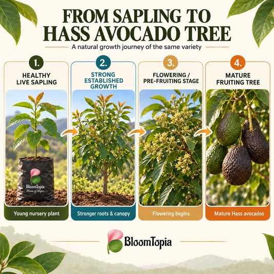 Illustrated growth stages for Hass Avocado, from young plant to mature growth.