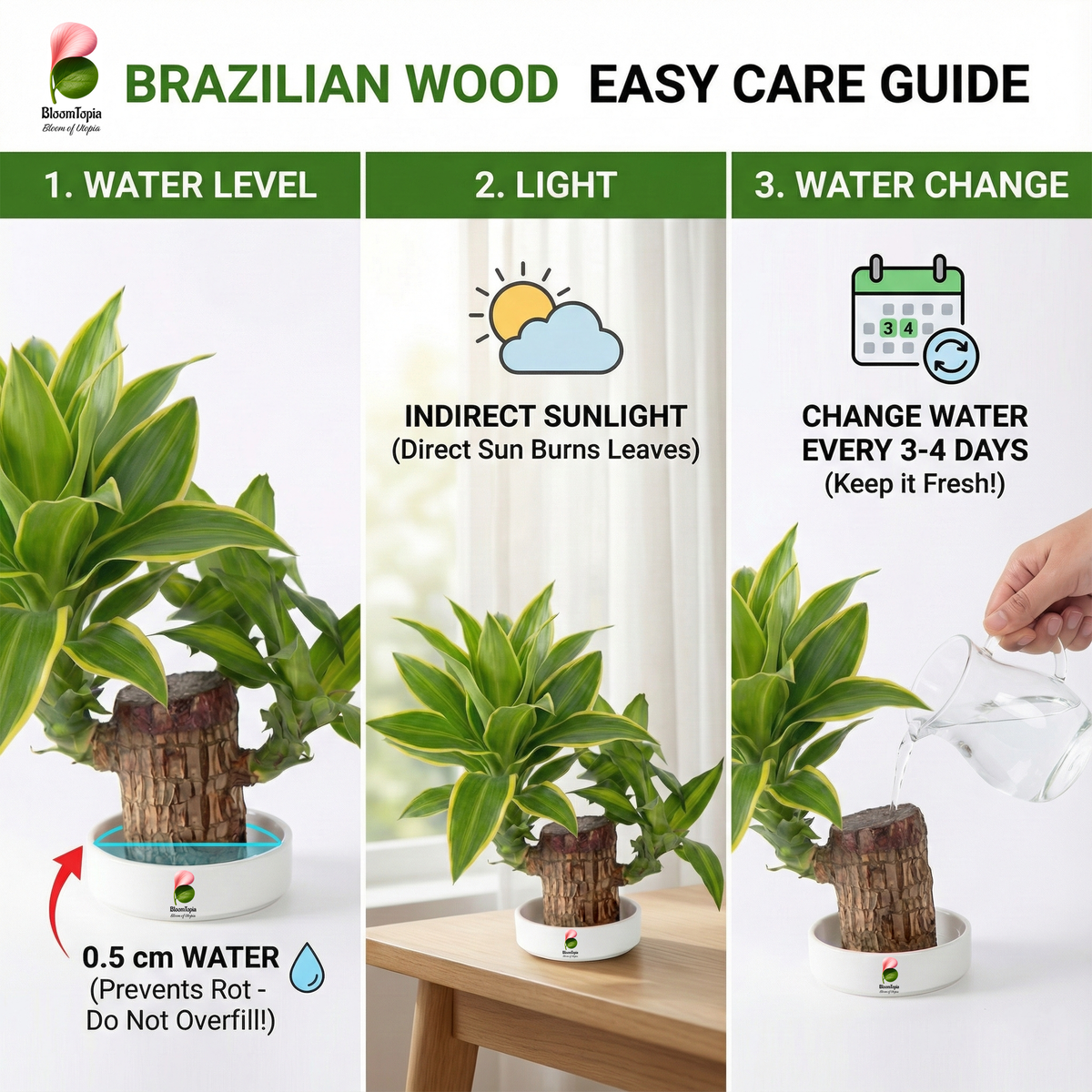 Water-level, light and container-care diagram for Brazilian Lucky Wood.