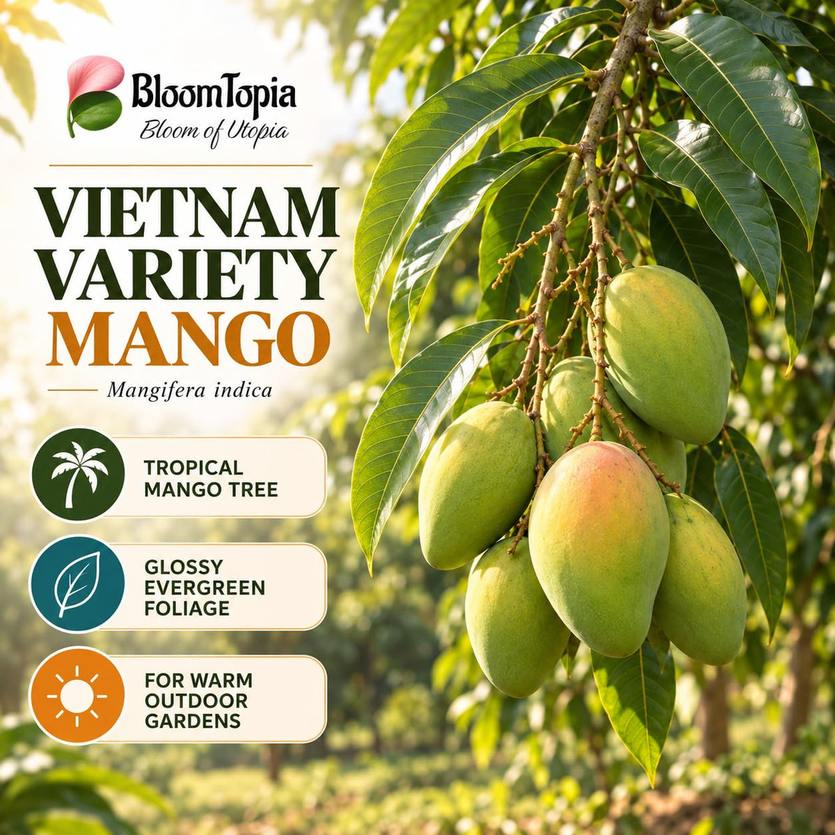 Illustration of mature Vietnam Variety Mango features with variety callouts.