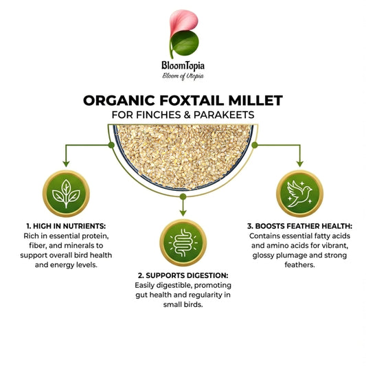 foxtail millet grains with bird feeding information.