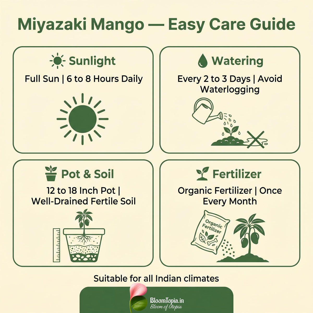 Mango plant sunlight, watering and soil care guide.