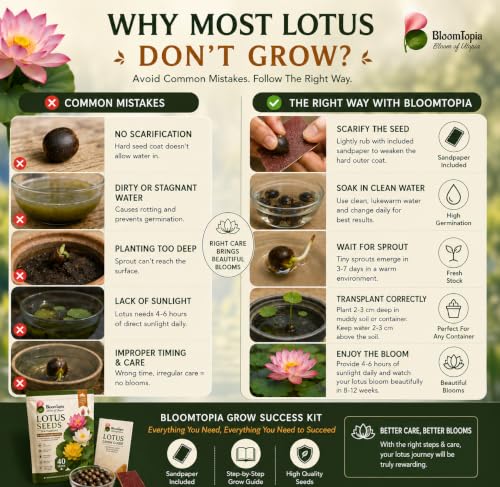 Lotus germination troubleshooting illustration.