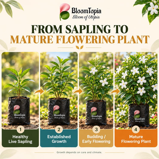 Illustrated growth stages for Tagar Crape Jasmine, from young plant to mature growth.