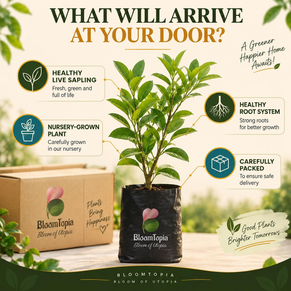 Illustrated plant, root close-ups and pack-presentation panel for Hybrid All-Season Lemon.