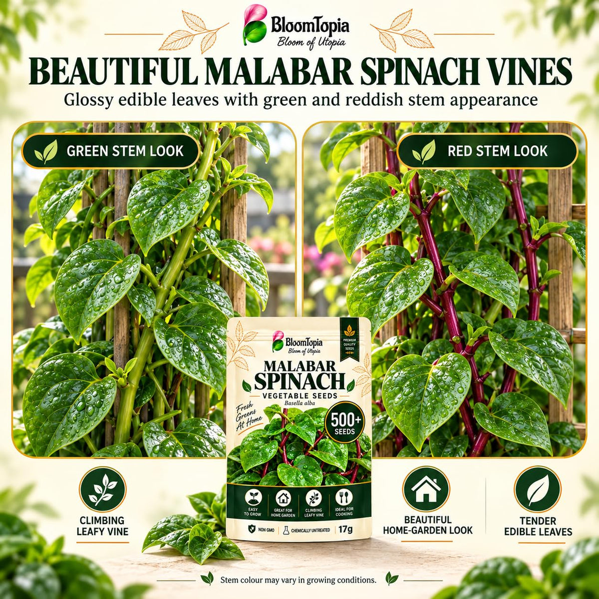 Green- and red-stemmed climbing spinach illustration.