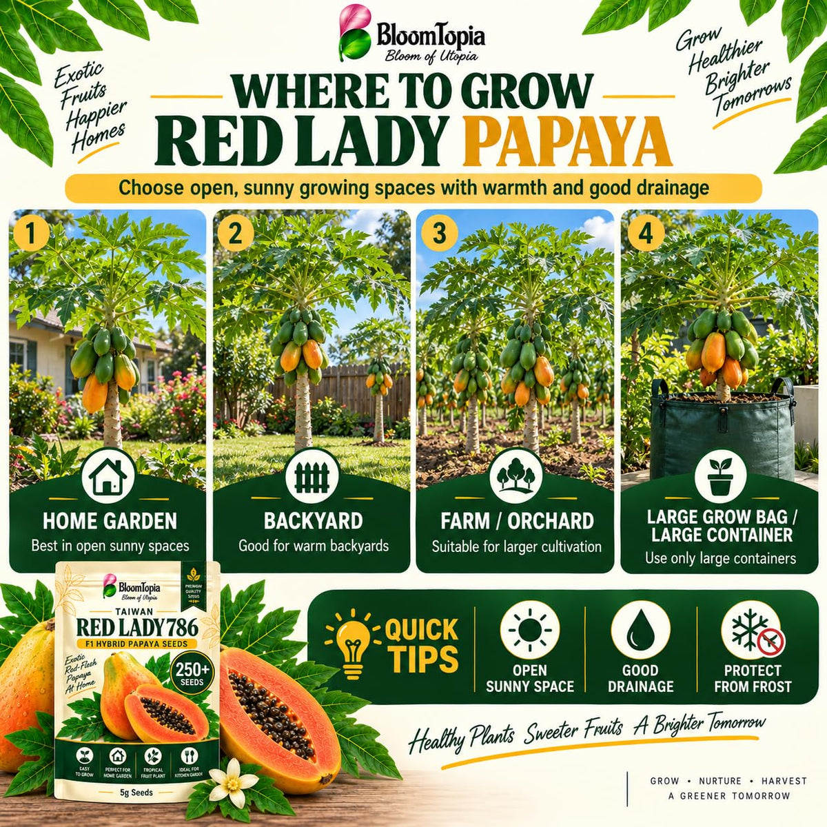 Illustrated outdoor growing locations for papaya.