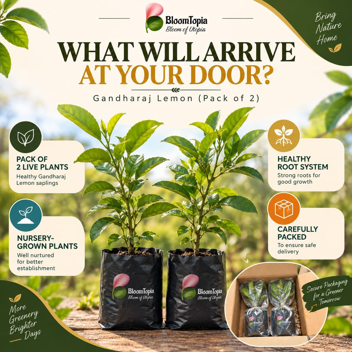 Illustrated plant, root close-ups and pack-presentation panel for Gandharaj Lemon.