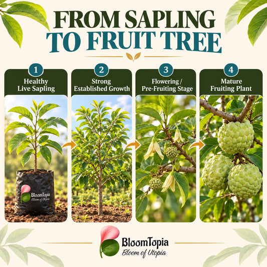 Illustrated growth stages for Custard Apple, from young plant to mature growth.