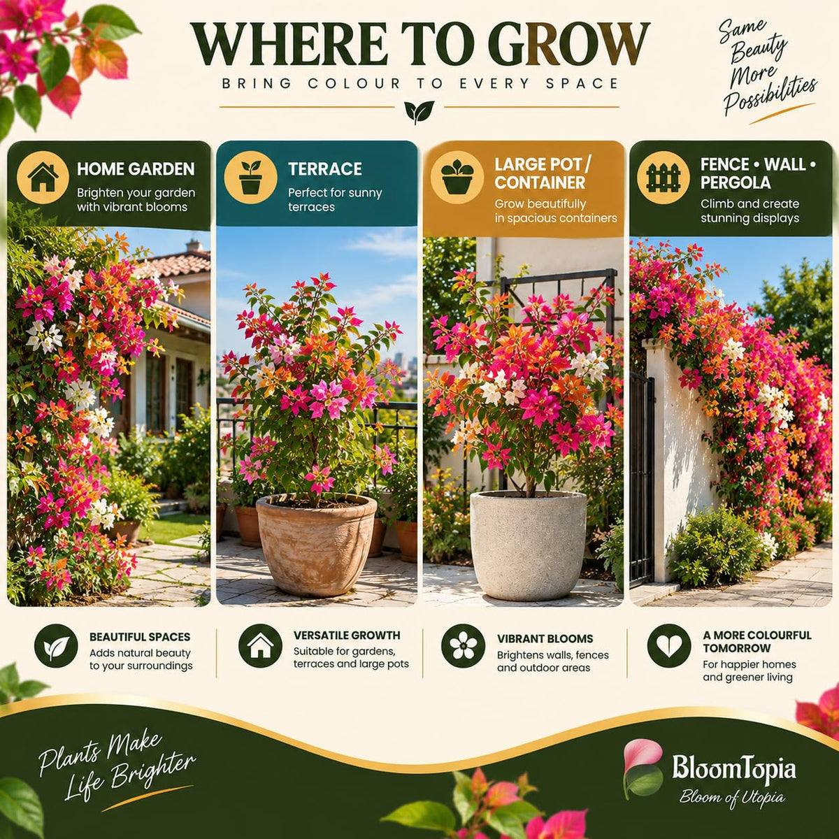 Illustrated growing locations for Bougainvillea.