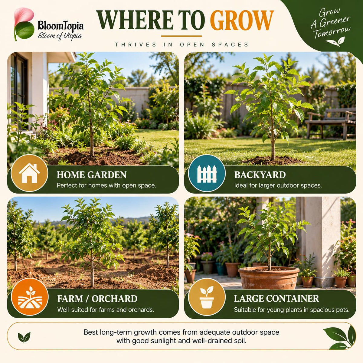 Illustrated growing locations for Bel Patra Bael Bilva.