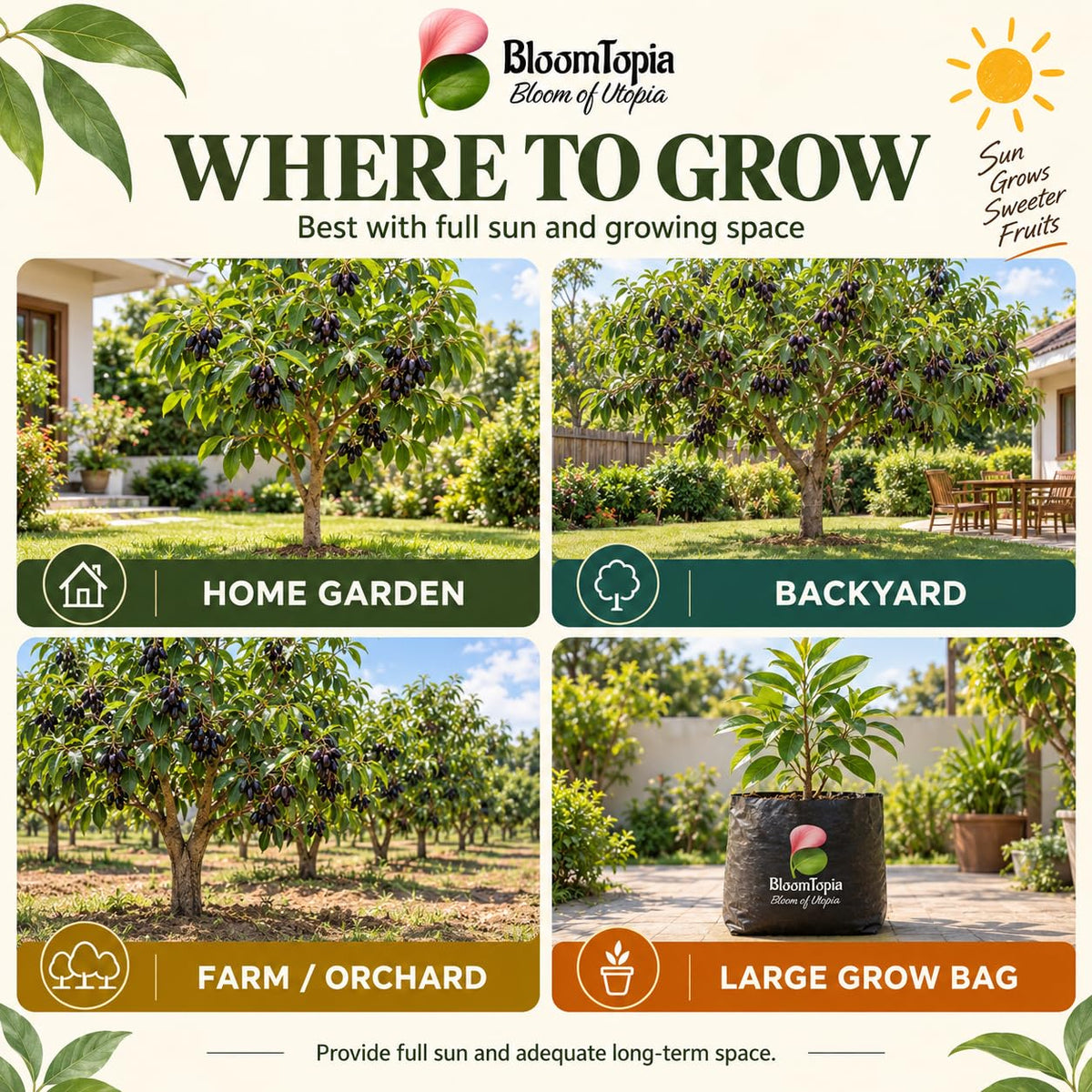 Illustrated growing locations for Thai KG 10 Black Jamun.