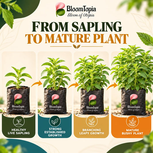 Illustrated growth stages for Stevia, from young plant to mature growth.