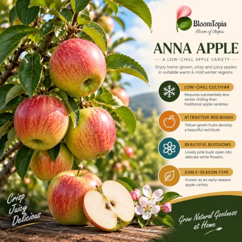 Illustration of mature Anna Apple features with variety callouts.