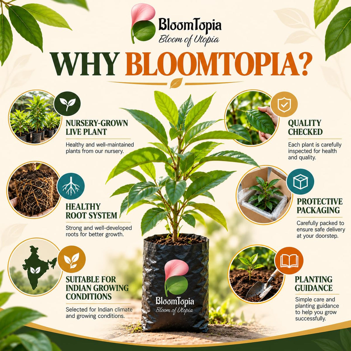 BloomTopia nutmeg plant handling and packing information.