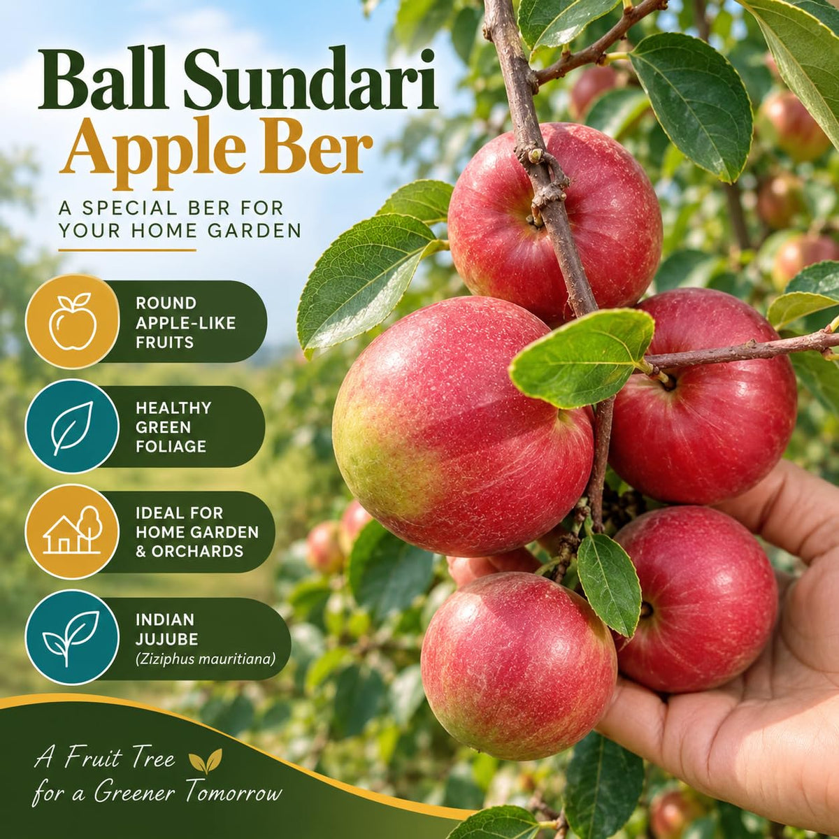 Illustration of mature Ball Sundari Apple Ber Fruit features with variety callouts.