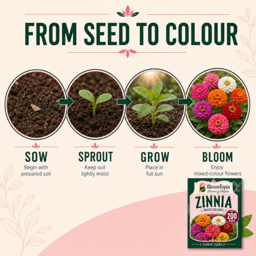 Zinnia seed-to-flower growth stages.