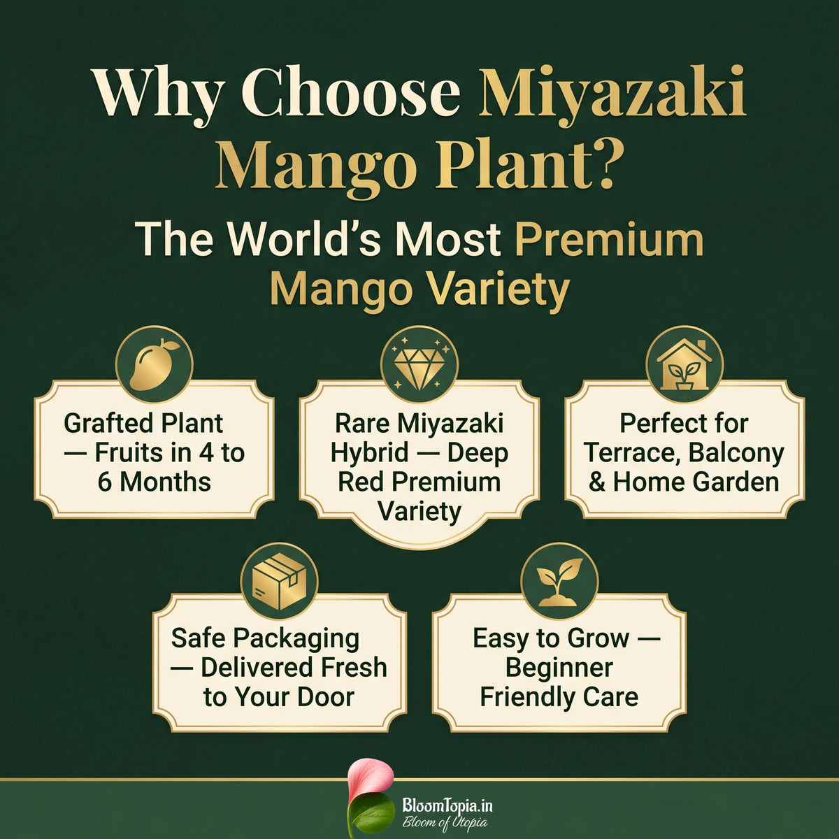 Miyazaki mango plant product information panel.