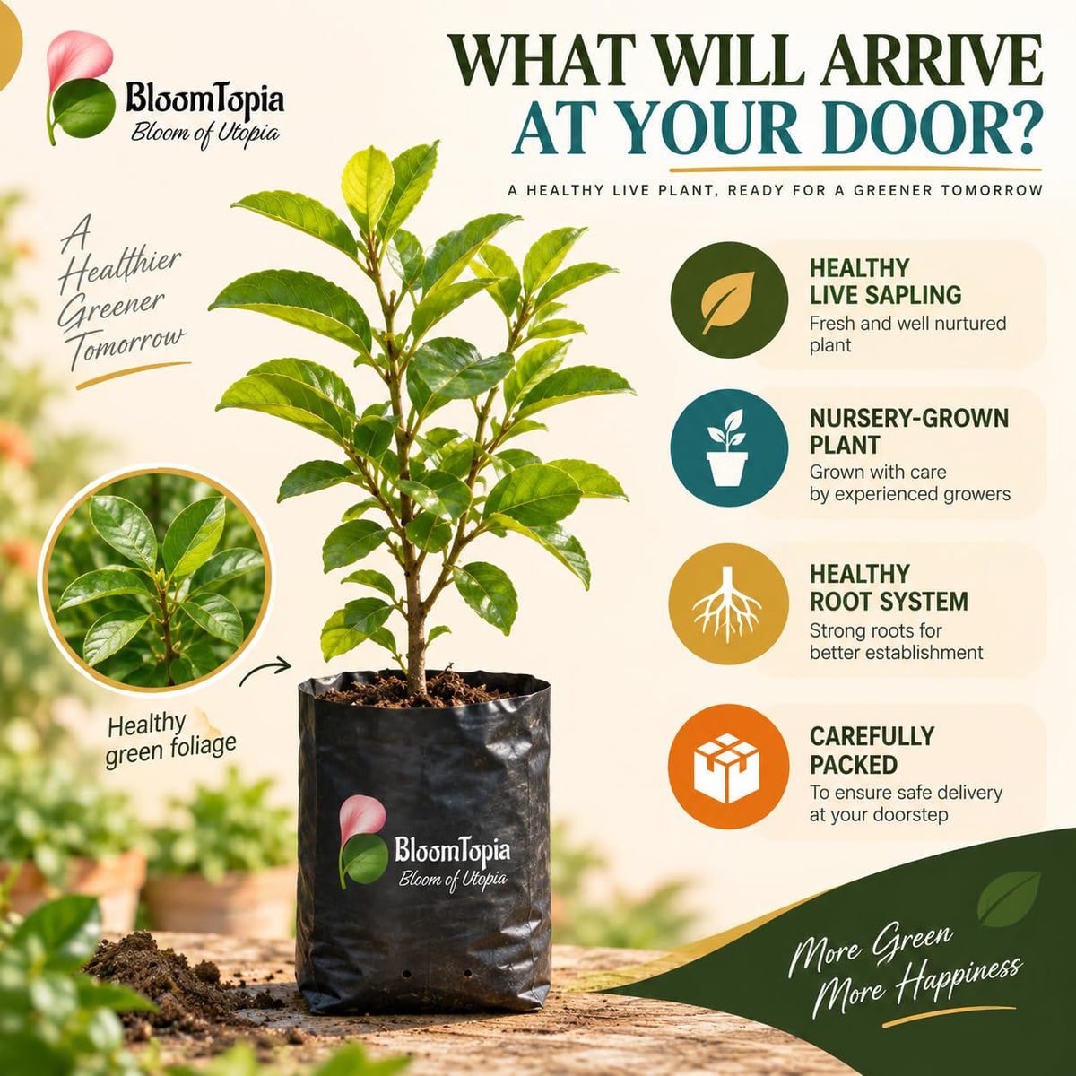Illustrated plant, root close-ups and pack-presentation panel for Barbados Cherry.
