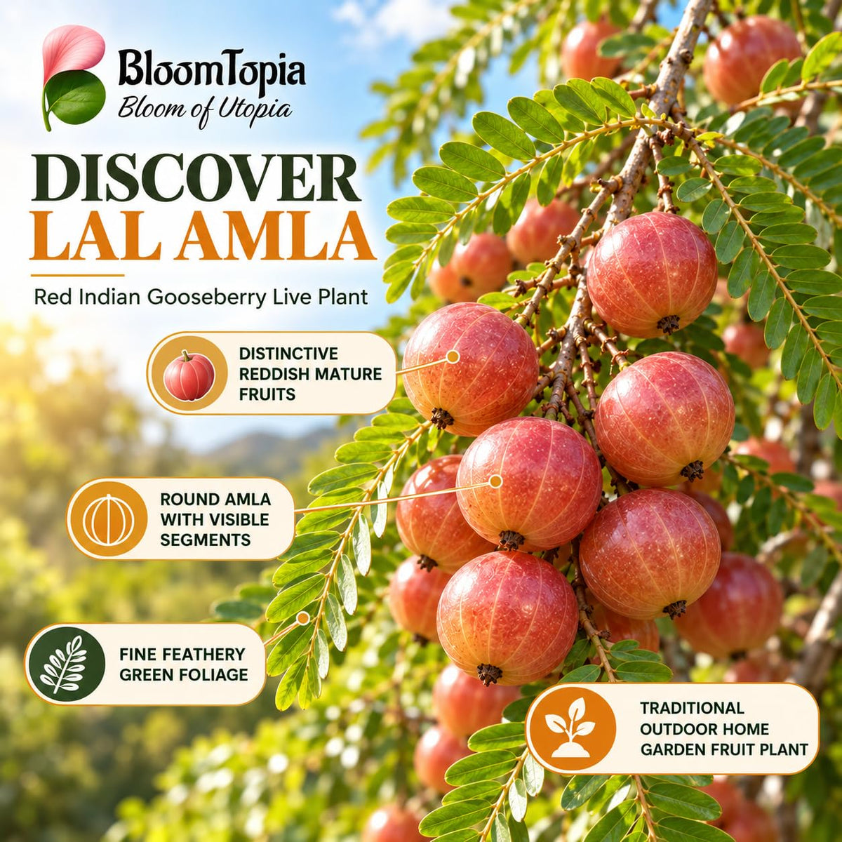 Illustration of mature Lal Amla features with variety callouts.